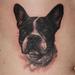tattoo galleries/ - realistic tattoo of my clients dog.. - 62043